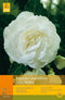 2 stuks - Jub - 3 Begonias Grandiflora Wit