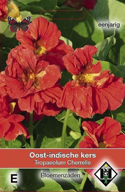 Van hemert co - Tropaeolum m. Cherrelle
