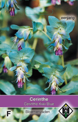 2 stuks - Van hemert co - Cerinthe major Purpurescens Kiwi Blue