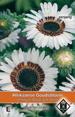 2 stuks - Van hemert co - Venidium fastuosum Black and White