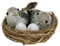 Annas collection - 2 VOGELS 2 EIEREN IN NEST 7X11X4CM / PET BOX
