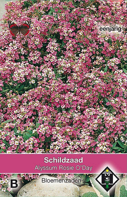2 stuks - Van hemert co - Alyssum maritimum Rosie O Day