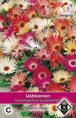 2 stuks - Van hemert co - Dorotheanthus b. Sunshine Mix
