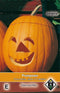 2 stuks - Van hemert co - Cucurbita pepo Jack O Lantern
