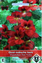 Van hemert co - Tropaeolum m. Red Troika