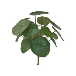Emerald - Pilea bush 22cm 17lvs