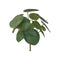 Emerald - Pilea bush 22cm 17lvs