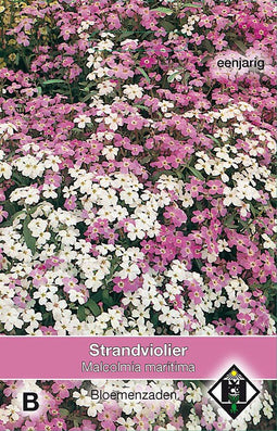 2 stuks - Van hemert co - Malcolmia maritima