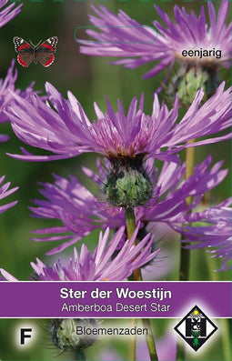 2 stuks - Van hemert co - Amberboa muricata Desert Star