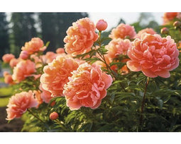Griffioen - Paeonia (LD) 'Coral Sunset'