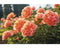 Griffioen - Paeonia (LD) 'Coral Sunset'