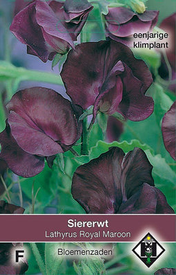 2 stuks - Van hemert co - Lathyrus odoratus Royal Maroon