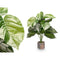 Decoratieve plant Ibergarden 12 Plastic Magnesium 42 x 42 x 78 cm (4 Stuks)