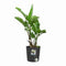 ELHO - Bloempot - Greensense Aqua Care Rond 30 - Antracietgrijs - Binnen/buiten - Ø 29,5 x H 29,1 cm
