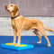 FitPAWS Targets 4 st geel en blauw