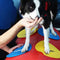 FitPAWS Targets 4 st geel en blauw