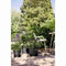 Bloempot - ELHO - Amiga Rond 25 - Zwart - L 25 x B 24,5 x H 18 cm - Buiten - 100% gerecycled
