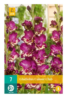 Jub - Gladiolus colour club bol/knol 7 stuks