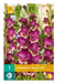 Jub - Gladiolus colour club bol/knol 7 stuks