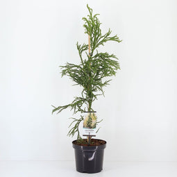 Warentuin natuurlijk - Cryptomeria jap rasen 95 cm