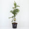 Warentuin natuurlijk - Cryptomeria jap rasen 95 cm