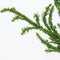Warentuin natuurlijk - Cryptomeria jap rasen 95 cm