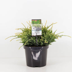 Warentuin natuurlijk - Juniperus squamata holger 35 cm