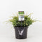 Warentuin natuurlijk - Juniperus squamata holger 35 cm