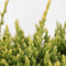 Warentuin natuurlijk - Juniperus squamata holger 35 cm