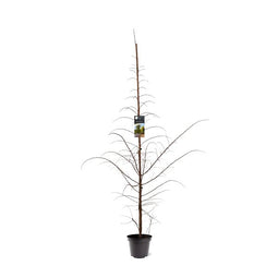 Warentuin natuurlijk - Larix kaempferi 125-150 cm Conifeer