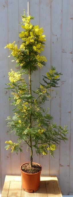 Warentuin natuurlijk - Mimosa