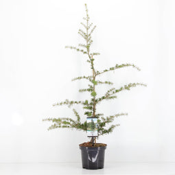 Warentuin natuurlijk - Cedrus libani 75 cm