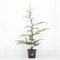 Warentuin natuurlijk - Cedrus libani 75 cm