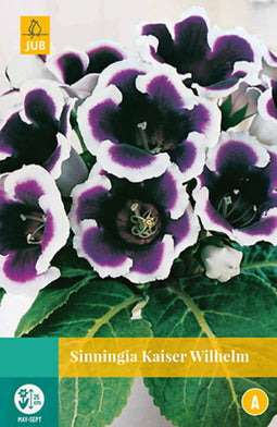 2 stuks - Jub - Sinningia Kaiser Wilhelm 1 bol