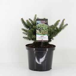 Warentuin natuurlijk - Abies balsemea nana 45 cm