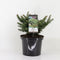 Warentuin natuurlijk - Abies balsemea nana 45 cm