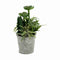 Decoratieve plant Ibergarden XD18-1182A-B Plastic Cement 15 x 24 x 15 cm (12 Stuks)