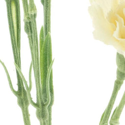 Nova nature - Dianthus Charly beige 62 cm kunstbloem