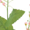 Nova nature - Mini flower branch pink 108 cm kunstbloem
