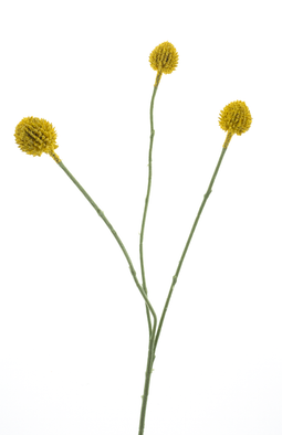 Nova nature - Craspedia spray yellow 58 cm kunstbloem