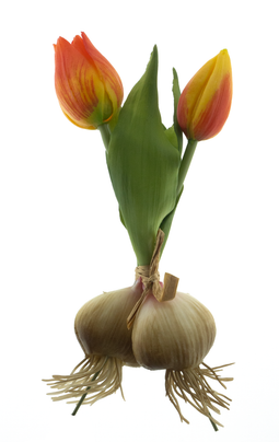 Nova nature - PSO Holland tulip Sally w/bulb orange 18 cm kunstbloem