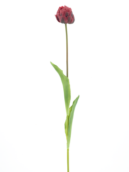 Nova nature - PSO Tulip spray Paris Sally red 79 cm kunstbloem