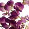 Nova nature - Sweet pea spray Mick beauty 92 cm kunstbloem