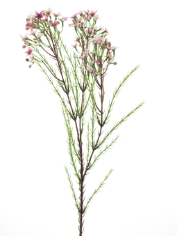 Nova nature - Wax flower spray red 78 cm kunstbloem