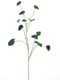 Nova nature - Begonia leaf spray green 98 cm kunstbloem