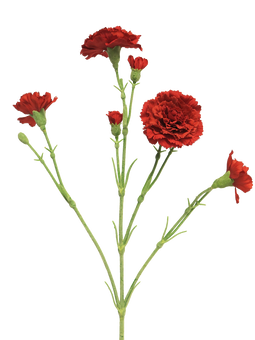 Nova nature - (Best) Dianthus Charly red 62 cm kunstbloem