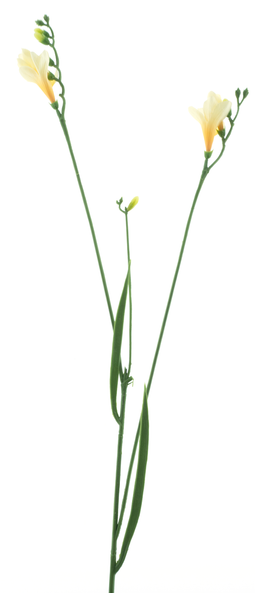 Nova nature - Freesia spray cream/yellow 76 cm kunstbloem