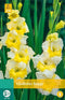 Jub - Gladiolus buggy, 7 bloembollen