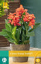 Jub - Canna happy isabel, 1 bloembol