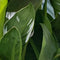 Jub - Canna happy isabel, 1 bloembol